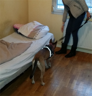 diagnostic punaise de lit avec chien