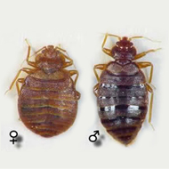 identification-punaise-de-lit-femelle-et-male